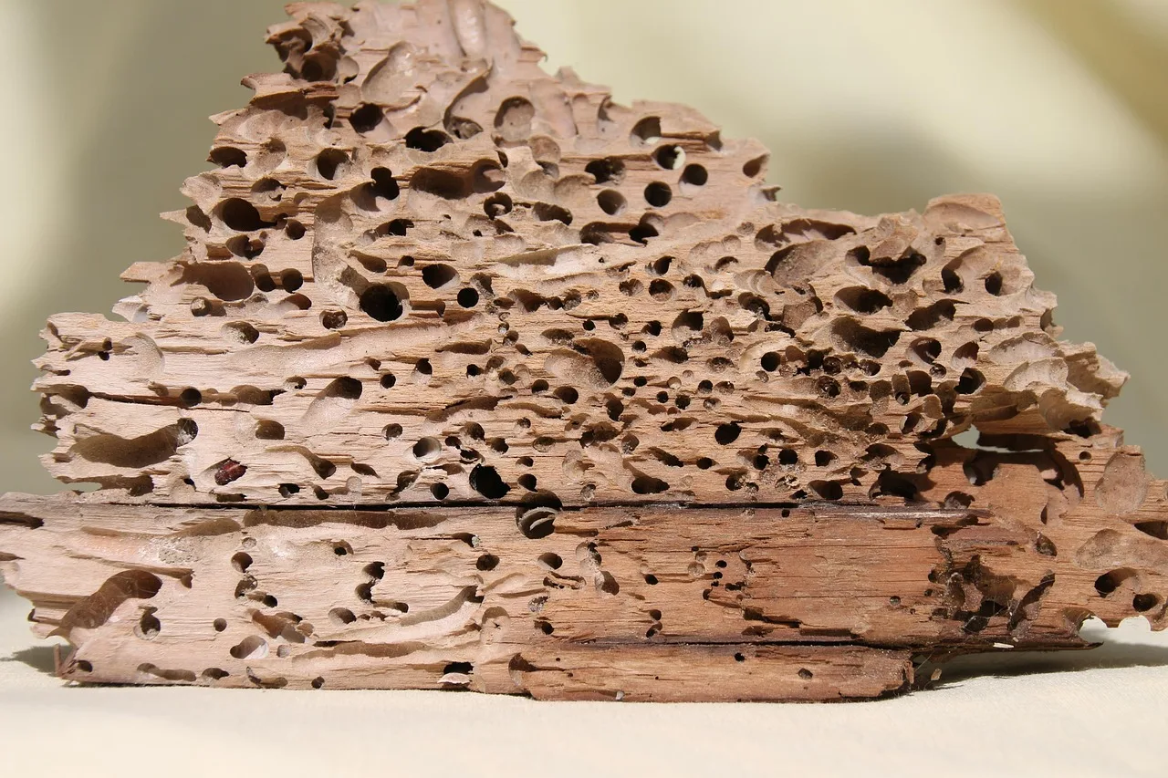 Immagine di tarli e insetti del legno su un pezzo di legno danneggiato, evidenziando il problema in casa.