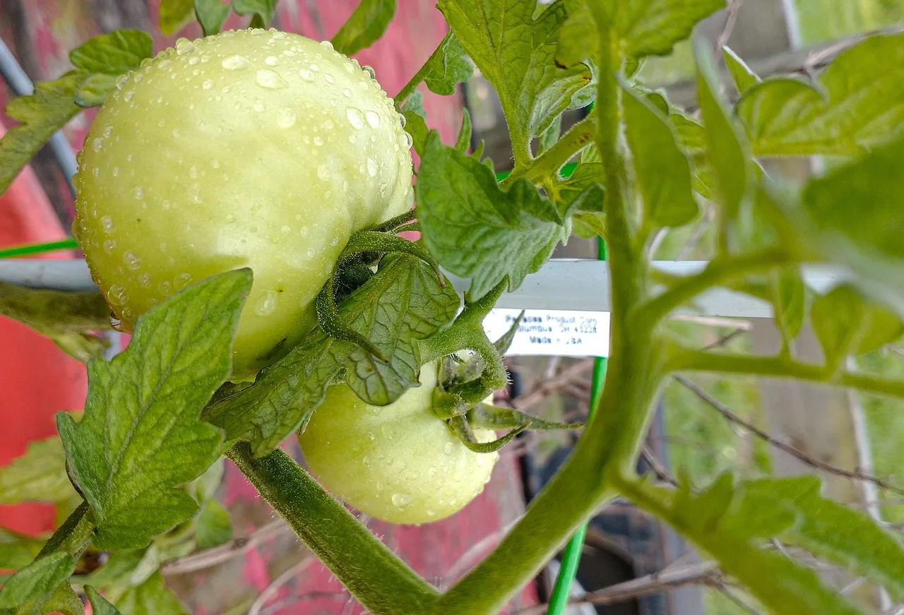 Coltivazione di pomodori usando il trucco del filo, senza sostegni visibili.